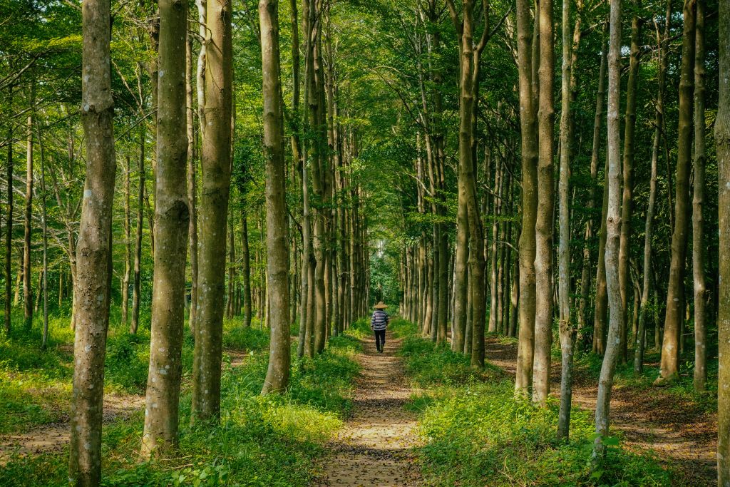 A person wearing a hat walks down a path between tall trees in a green forest.