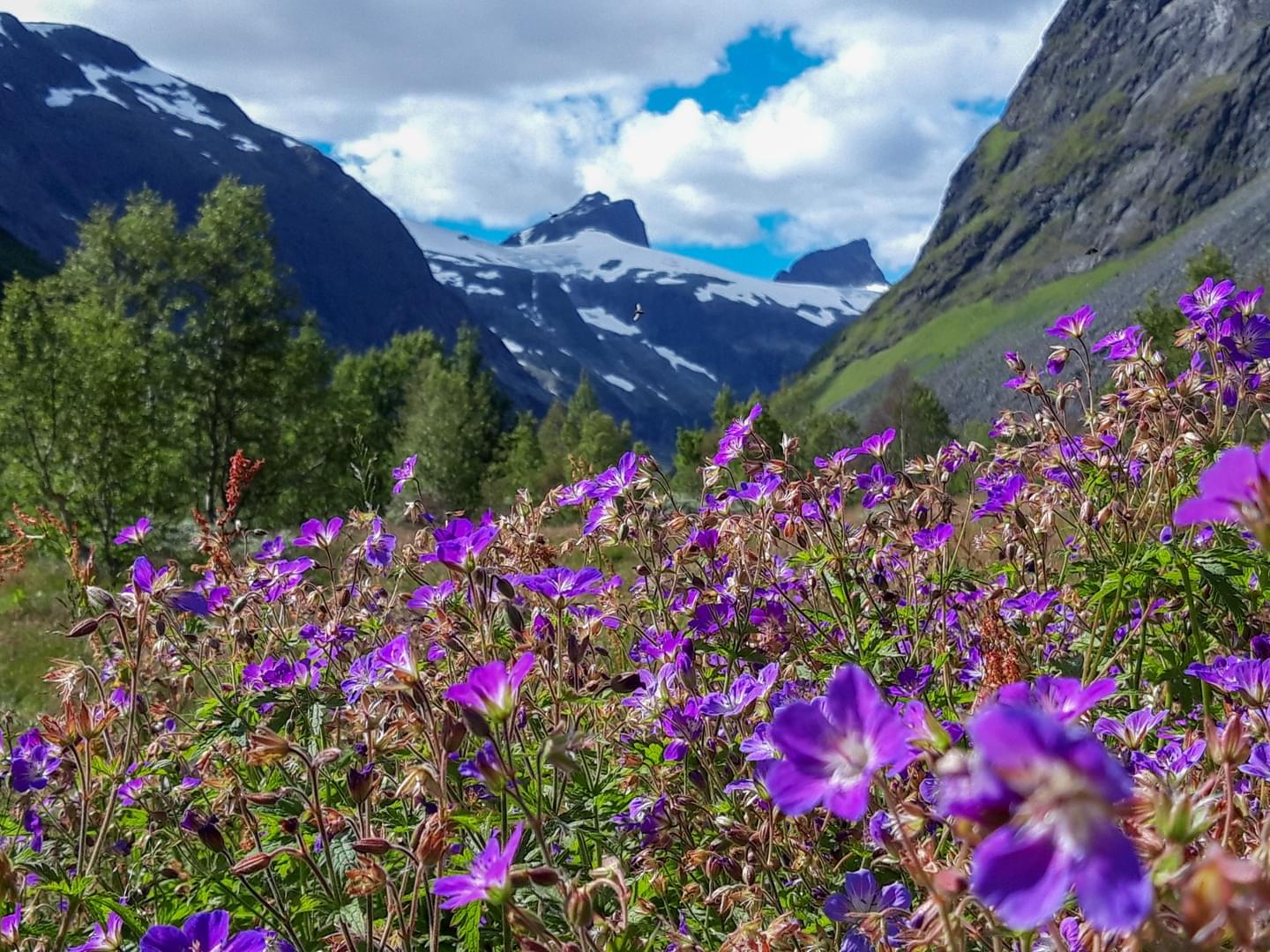 Purple flowers in the foreground with a mountain valley and snow-capped peaks in the background.
